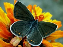 Butterfly / ***