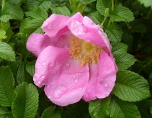 floret / ***