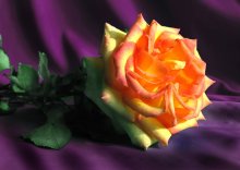 rose / ***