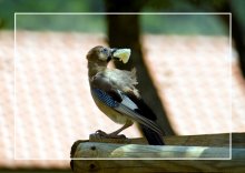 The Bird / ------