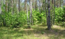 Birches / ------      -