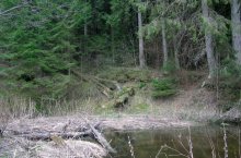Feenwald / ***