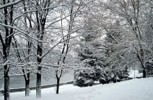 White Tentakeln des Winters / ***