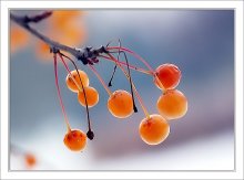 That's ripe for the winter) / ***
