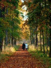 Straße zum Herbst / ***