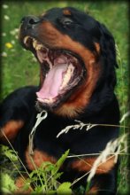 Maw / ....