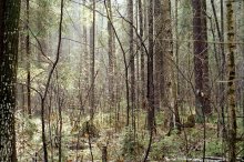 forest reserve / ***