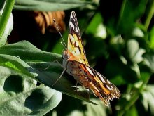Butterfly / ***