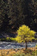 Mountain River 4 / ***