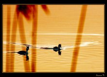 Grebes / ***