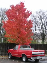 Red on a gray background of autumn / ***
