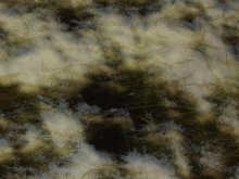 grass / ***
