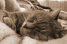 Sweet Dream / ***