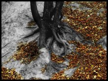 Herbst / ***