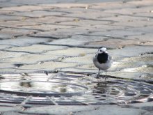 Bird and its hatch! / *****