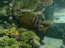 Underwater World / ***