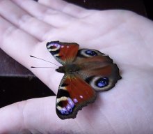 an echo of the summer / ***