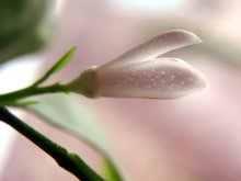 Zitronenblüte / ***