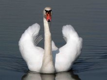 swan in the spring / ***