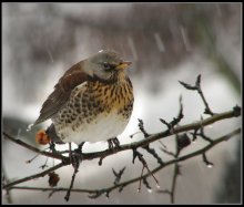 Schnee gepudert / ***