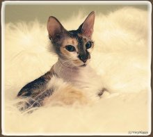 Gremlin on the cloud / ***