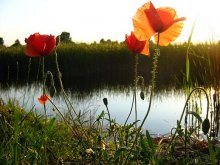 Poppies / ***