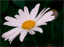 daisy / 400D / kit