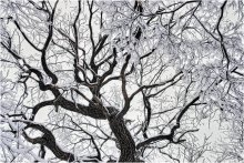 The tentacles of winter / ***
