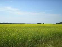 Yellow edge / ***