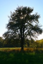 brazen sun & menacing tree / ...