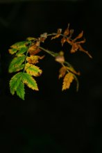 autumn .. / ***