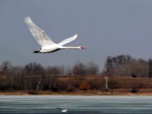 Flight / ***