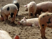 even if around some pig ... / ***