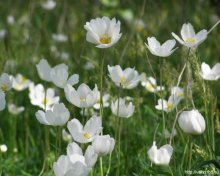 Flowers / ***