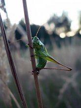 grasshopper / ***