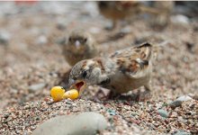 Sparrow &amp; Corn / ***