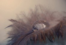 furry drop / *************