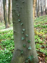 Until Sontsya / ***
