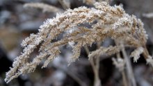 Snow Brush ... / .................
