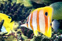 Underwater World / ***