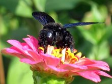 carpenter bee / ***