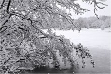 Bowing before the winter / ***