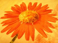 Red Flower / ...
