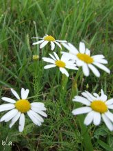 Camomile / no comments