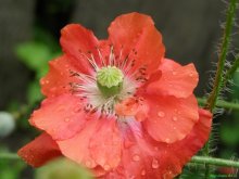 Poppy / http://vann.fb5.ru/