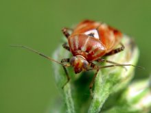 bedbug / ***