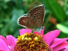Butterfly / ***