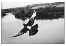 free-soaring / ***