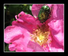beetle / ***