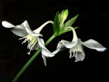 lily / ***